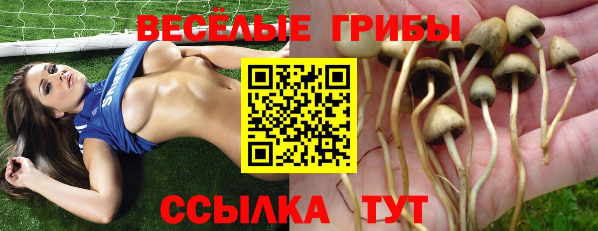 Галлюциногенные грибы Cubensis Чайковский